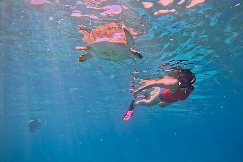 Private Turtle Snorkel Tour in Aruba + Professional video