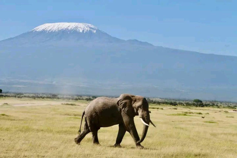 Nairobi: 3-Day honeymoon safari to Amboseli National Park Overnight Private to Amboseli National Park