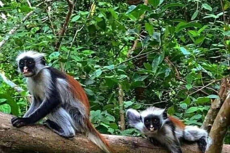 Zanzibar: Floresta de Jozani, centro de borboletas e praia de MtendeTour particular com traslado de ida e volta no hotel incluído