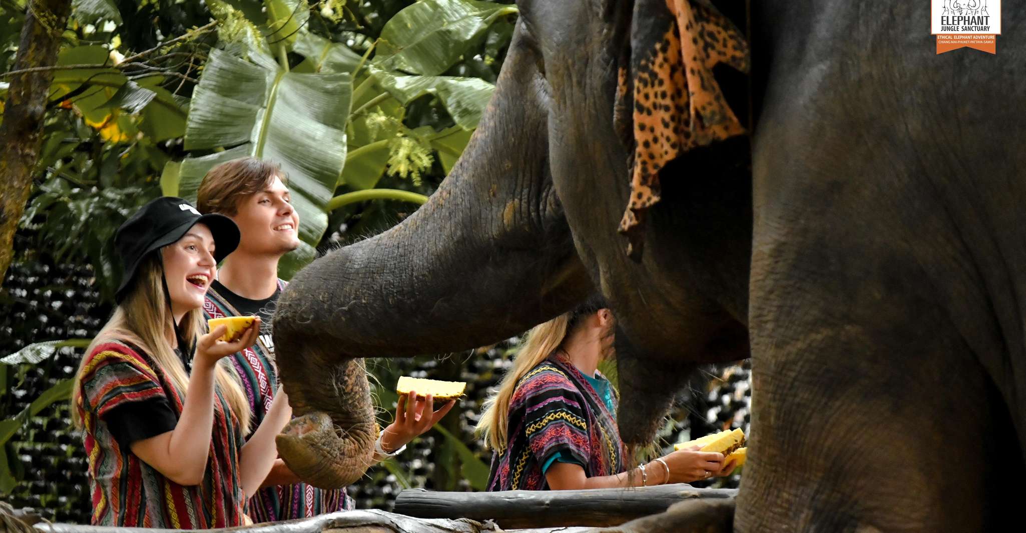 Phuket: Elephant Jungle Sanctuary Ethical Feeding Experience