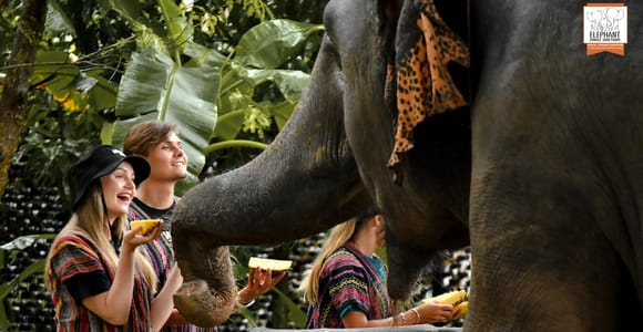 Phuket: Elephant Jungle Sanctuary Ethical Feeding Experience