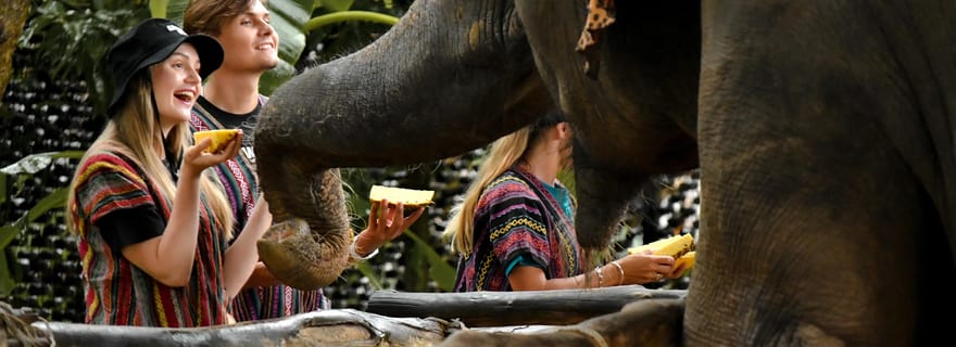 Phuket : Le Sanctuaire de la jungle des éléphants : une expérience de nourrissage éthique