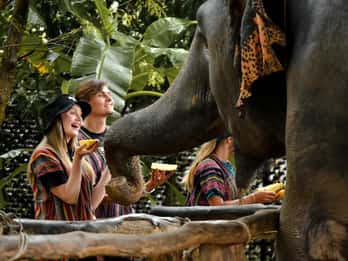 Phuket: Ethisch voederen met olifanten in Jungle Sanctuary