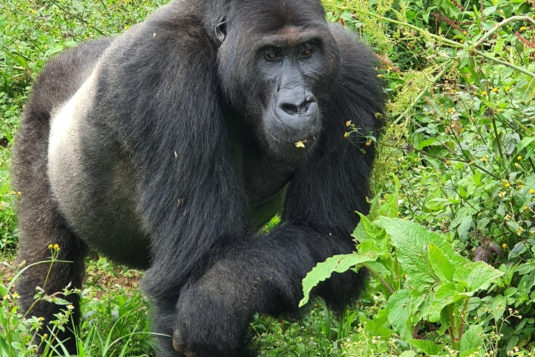 5 Days in Uganda with Gorillas trekking