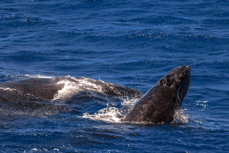 Cairns: Fitzroy Island and Humpback Whale Watching Tour 8:30 Departure