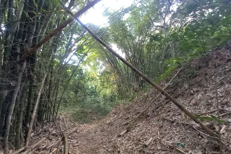 Minca: Fairtrade, coffee & cocoa, organic farm - ES/EN/DE Sunset tour