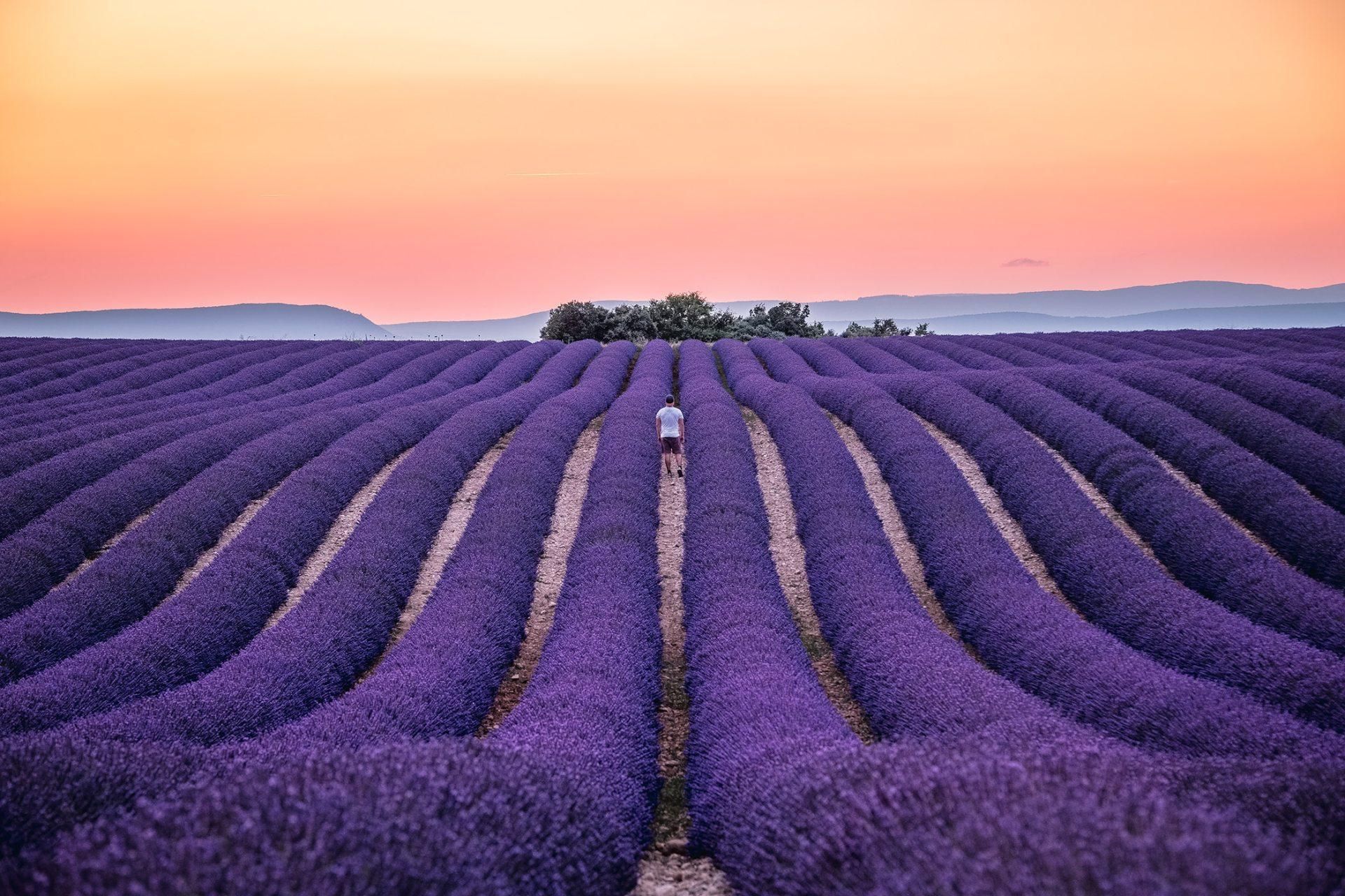 Ab Nizza oder Cannes: Provence-Lavendelfelder & Verdon-Tour