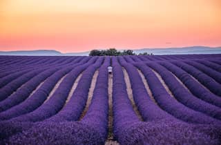 Ab Nizza oder Cannes: Provence-Lavendelfelder & Verdon-Tour