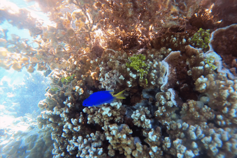 Tahaa & Raiatea: Coral Garden, Tropical Snorkeling, and Pearl Farm