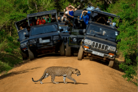 斋浦尔：贾拉纳阿马加尔豹子一日游