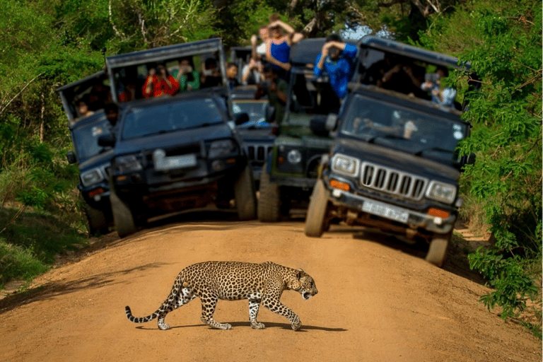 Jaipur: Same Day Jhalana Amagarh Leopard Safari Tour