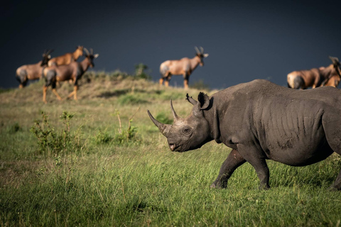 Nairobi nationalpark halvdagstur med guide