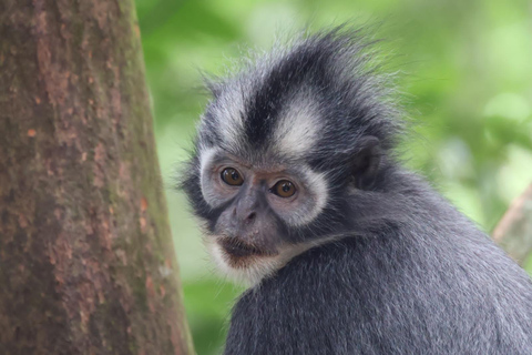 3D2N Orangutan Expedition:from Bukit Lawang "3-Day Orangutan Expedition & Jungle Camping in Bukit Lawang