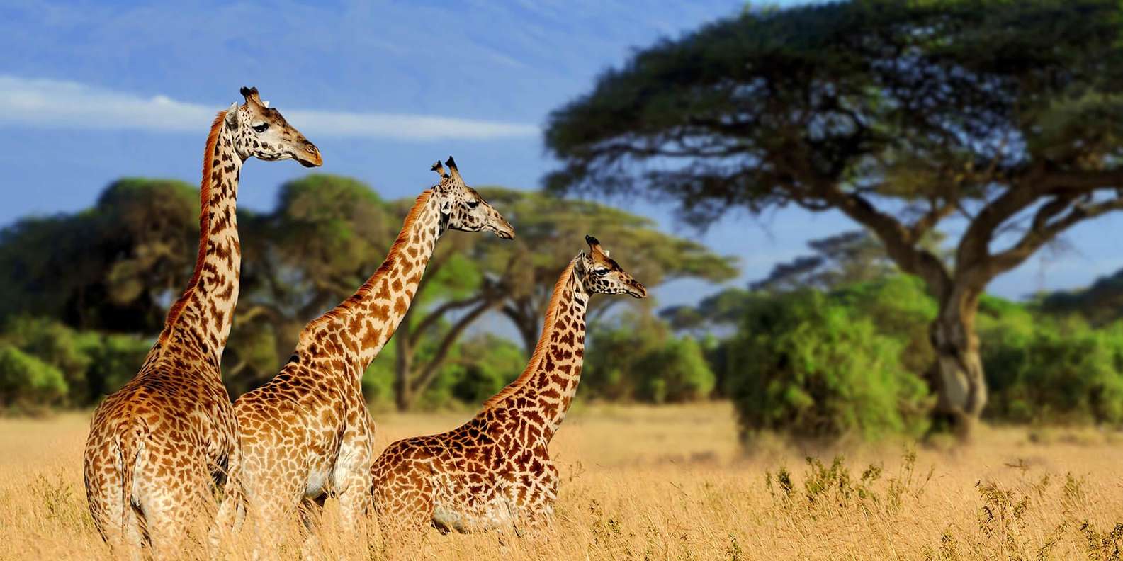 森林中的眼镜蛇- 儿童着色页: 蛇, image size:1585x792