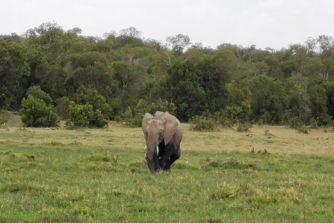 Excursion d'une journée à Amboseli et visite d'un village Masai