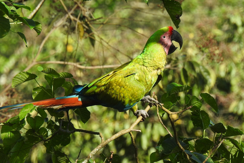 COSTA RICA:UPPTÄCK COSTARICAS VILDA DJUR-STRAND &amp; SKOG 2VECKOR