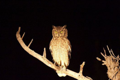 Pilanesberg: Night Safari Tour with Guide