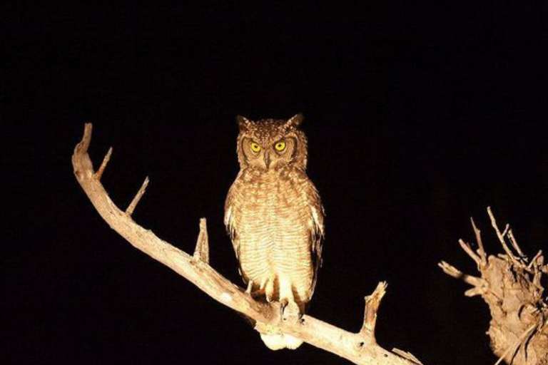 Pilanesberg: Night Safari Tour with Guide