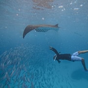 Nusa Penida Manta Point, Gamat Bay & Turtle Point Snorkeling