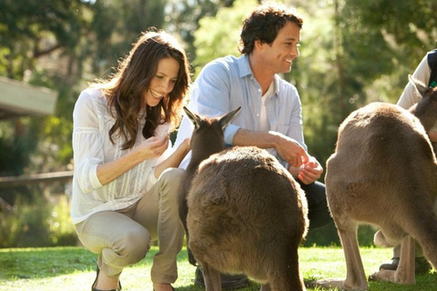 Yarra Valley Day Tour with Redwoods, Wine and Wildlife Wildlife Tour Option