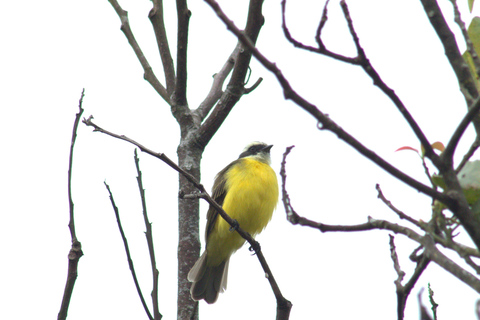 Cahuita national park : guiding tour with Pablo