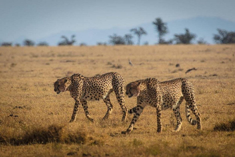 Nairobi: Ol Pejeta Conservancy Day Trip with Game Drive