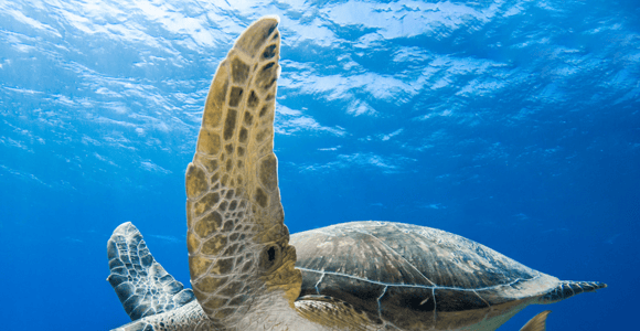 Oman: Discover Scuba Diving Experience