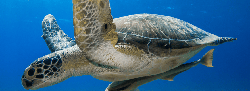 Oman : découvrez l'expérience de la plongée sous-marine