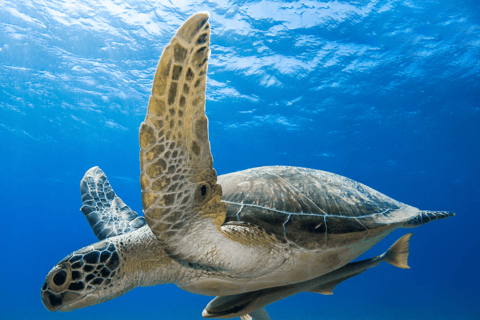 Oman: Discover Scuba Diving Experience