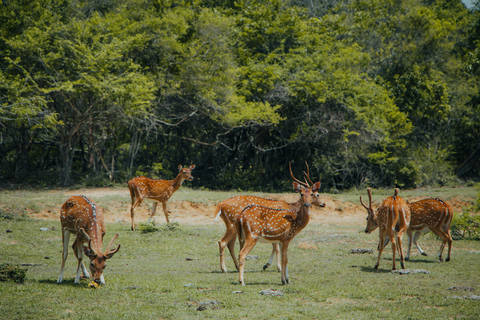 Sigiriya: Minneriya Eco-Friendly Elephant Safari with Guide