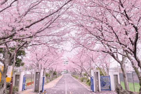 Jeju: Cherry Blossom Tour with Hotel Pickup Jeju cherry Blossom Season Tour : Small Group [Hotel P-up]