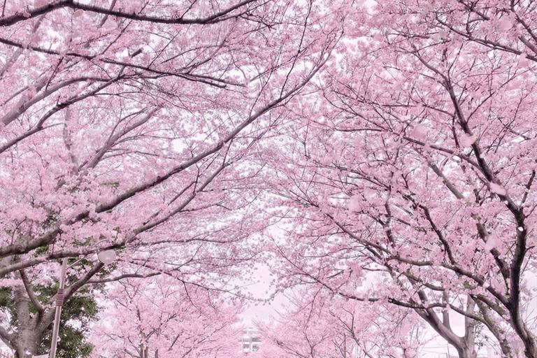 Jeju: Cherry Blossom Tour with Hotel Pickup Jeju cherry Blossom Season Tour : Small Group [Hotel P-up]