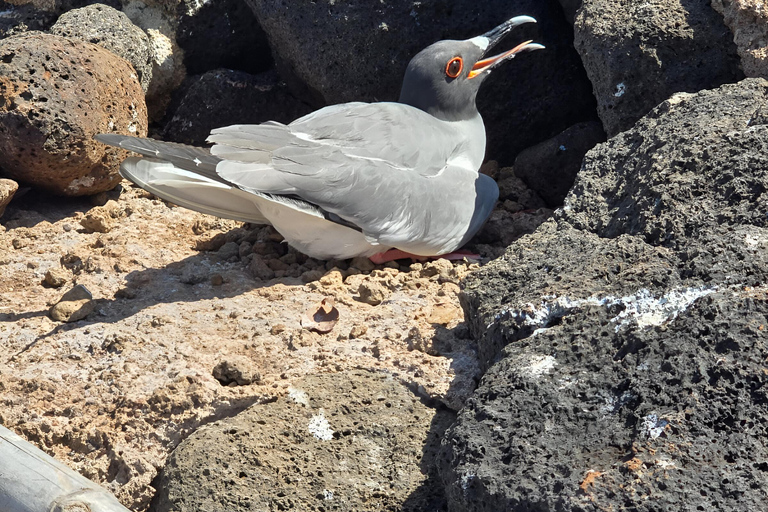 NORTH SEYMOUR &amp; BACHAS BEACH- BIRDWATCHING &amp; SNORKELING TOURBIRDWATCHING ENDEMIC BIRDS-NORTH SEYMOUR &amp; BACHAS BEACH TOUR