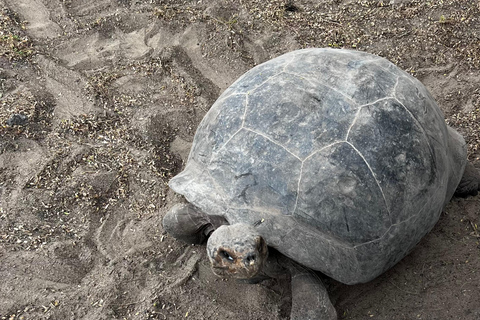 Isabela: Full Day with Penguins, Flamingos, Turtles, and Blue Sharks