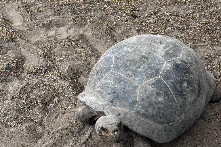 Isabela: Full Day with Penguins, Flamingos, Turtles, and Blue Sharks