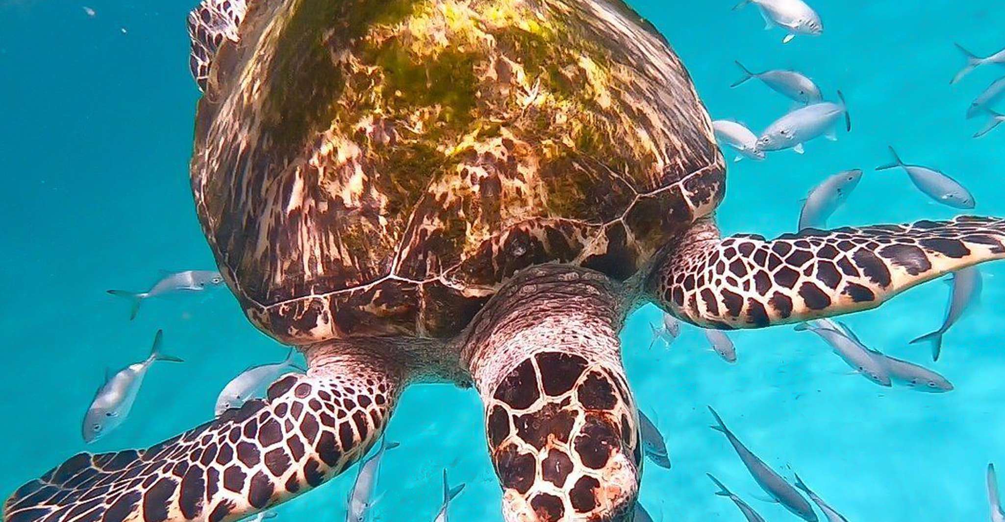 Bridgetown, Carlisle Bay Turtle and Shipwreck Boat Cruise - Housity