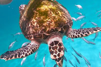 Bridgetown, Carlisle Bay Turtle et Shipwreck Boat Cruise - Housity