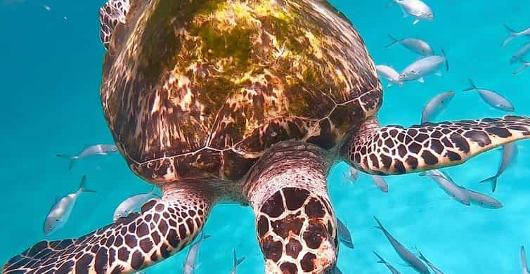 Bridgetown: Carlisle Bay Turtle and Shipwreck Boat Cruise