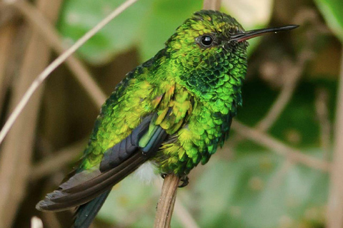 Kartagena: prywatna wycieczka z obserwacją ptaków w tropikalnym lesie suchymKartagena: Prywatna wycieczka z obserwacją ptaków w tropikalnym lesie suchym