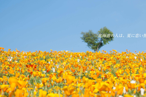 Hokkaido Summer Nature Experience: Furano & Biei