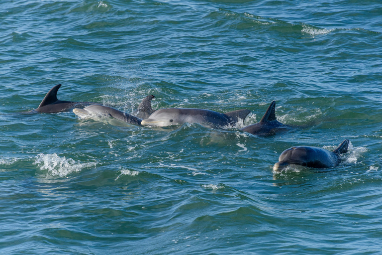 Estepona Sailing and Marine Nature Experience