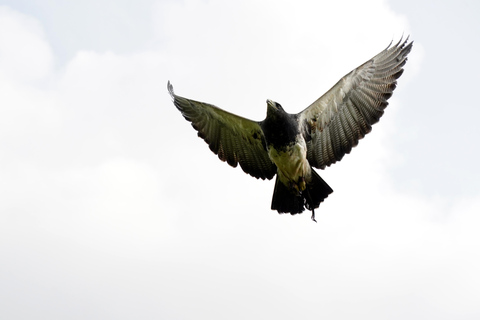 York Entrada al centro de aves rapaces de York