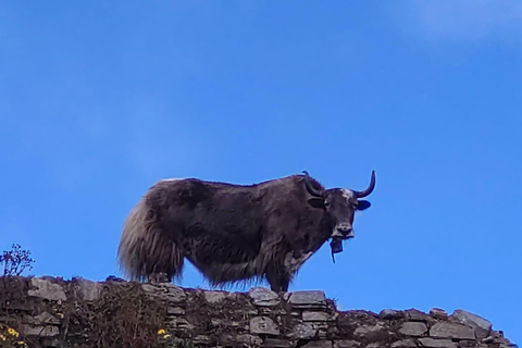 Z Pokhary: 6-dniowy łatwy trekking Mardi Himal