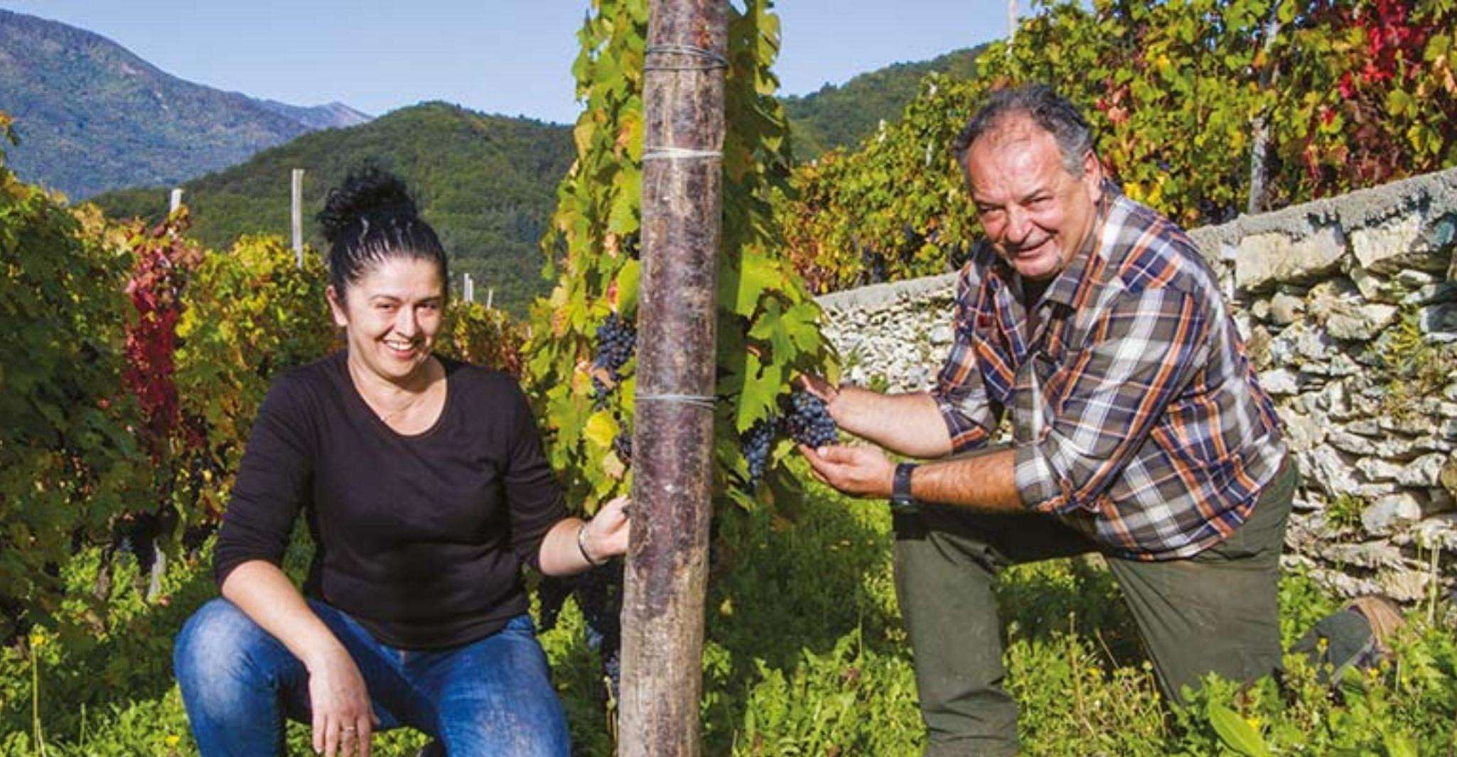 Tour del vigneto con degustazione di vini e pranzo leggero vicino a Imperia