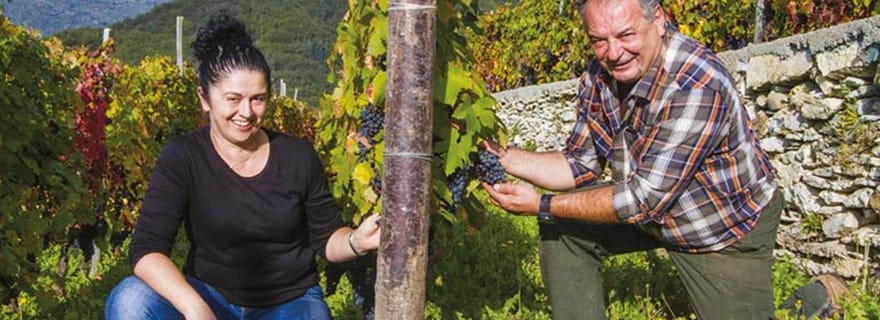 Visite du vignoble avec dégustation de vin et déjeuner léger près d'Imperia