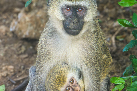 Nairobi: Lake Nakuru National Park Safari with Lunch
