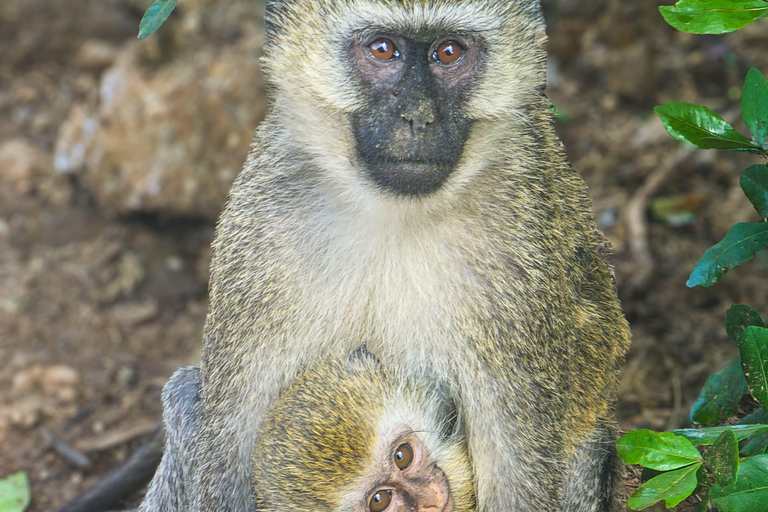 Nairobi: Lake Nakuru National Park Safari with Lunch