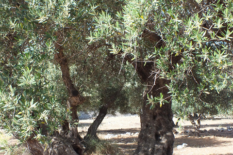 Creta: Esperienza del sentiero delle olive con degustazione e lezione di cucina