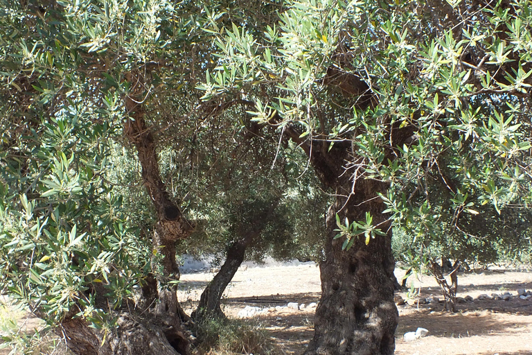 Creta: Esperienza del sentiero delle olive con degustazione e lezione di cucina