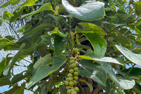 Kampot To Country Side Tour La plantation Pepper With Sunset